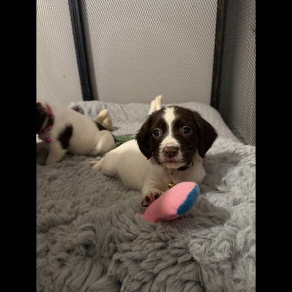 Cocker Spaniel (Show)