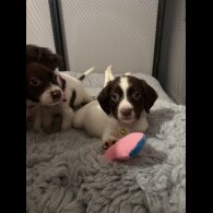 Cocker Spaniel (Show)