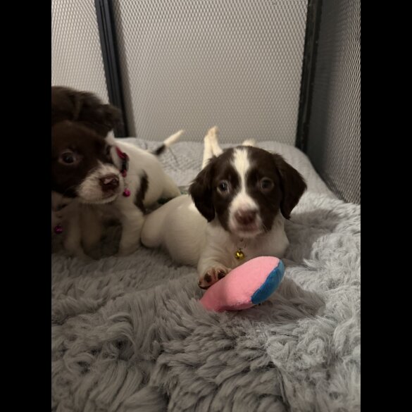 Cocker Spaniel (Show)