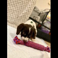 Cocker Spaniel (Show)