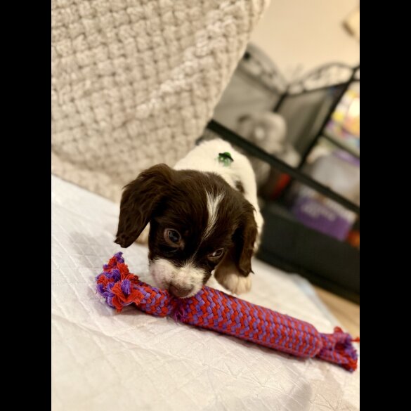 Cocker Spaniel (Show)