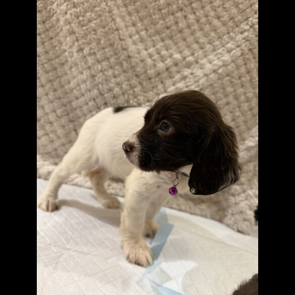 Cocker Spaniel (Show)