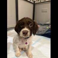 Cocker Spaniel (Show)