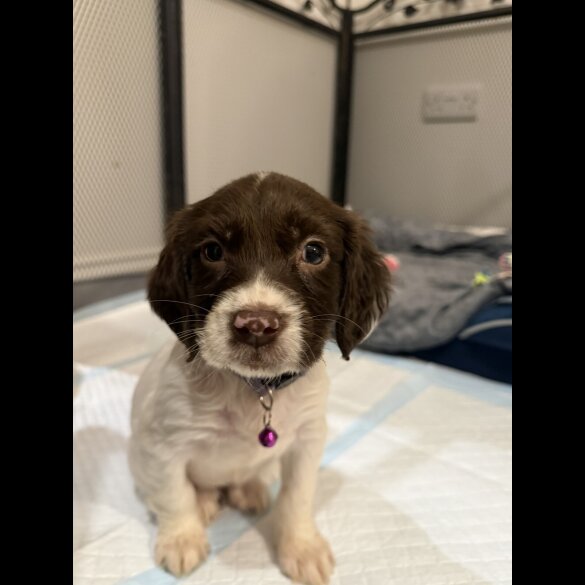 Cocker Spaniel (Show)