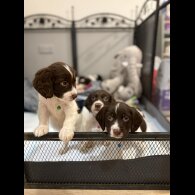 Cocker Spaniel (Show)