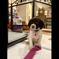 Cocker Spaniel (Show)