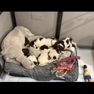 Cocker Spaniel (Show)