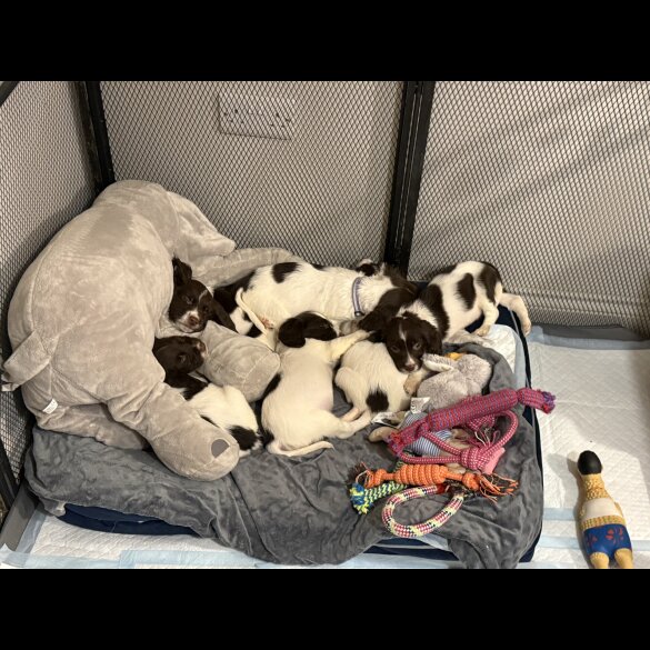 Cocker Spaniel (Show)