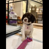 Cocker Spaniel (Show)