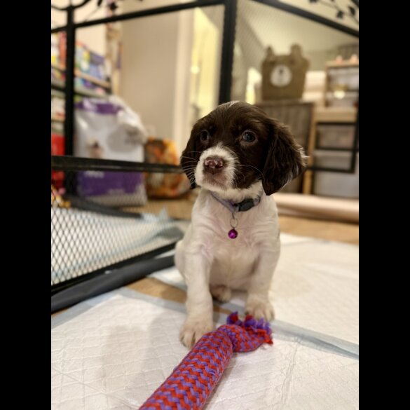 Cocker Spaniel (Show)