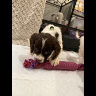 Cocker Spaniel (Show)