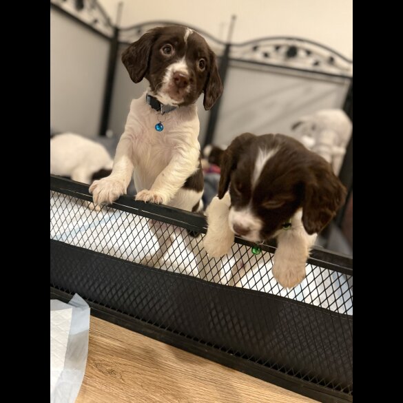 Cocker Spaniel (Show)