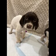Cocker Spaniel (Show)