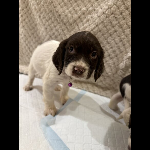 Cocker Spaniel (Show)
