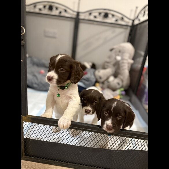 Cocker Spaniel (Show)