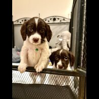 Cocker Spaniel (Show)