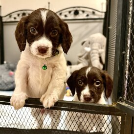 Cocker Spaniel (Show)