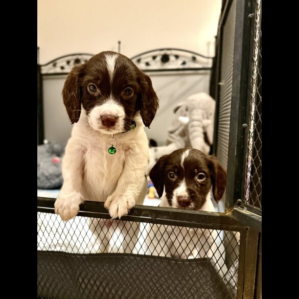 Cocker Spaniel (Show)
