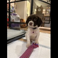 Cocker Spaniel (Show)