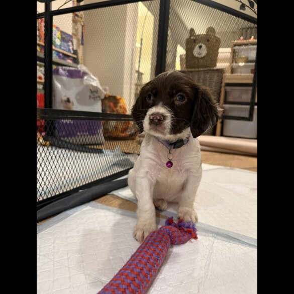 Cocker Spaniel (Show)