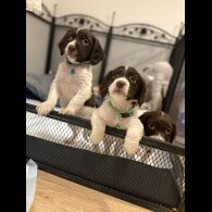 Cocker Spaniel (Show)