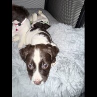 Cocker Spaniel (Show)