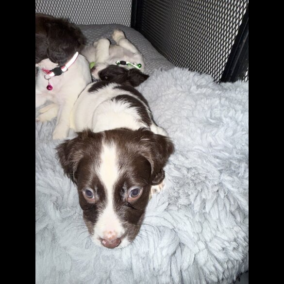 Cocker Spaniel (Show)