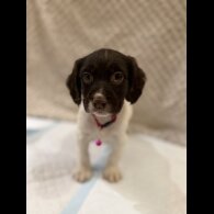 Cocker Spaniel (Show)