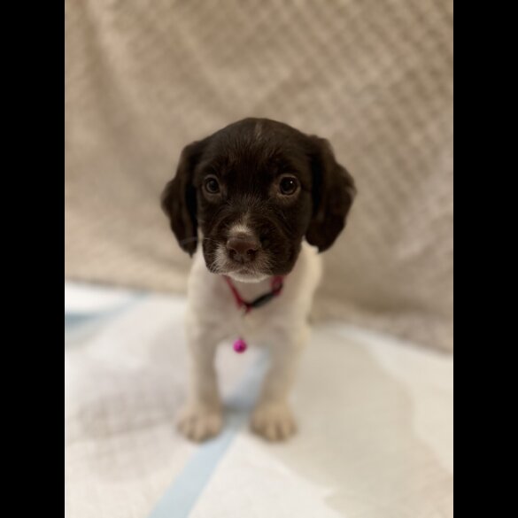 Cocker Spaniel (Show)