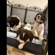 Cocker Spaniel (Show)