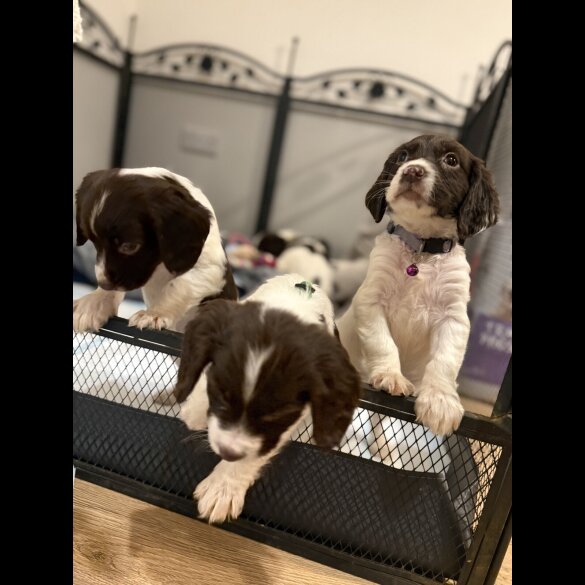 Cocker Spaniel (Show)