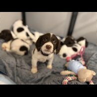Cocker Spaniel (Show)