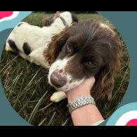 Cocker Spaniel (Show)