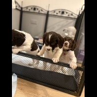 Cocker Spaniel (Show)