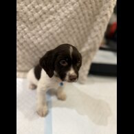 Cocker Spaniel (Show)