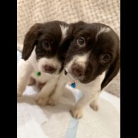 Cocker Spaniel (Show)