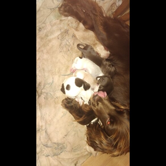 Cocker Spaniel (Working)