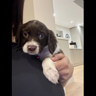 Cocker Spaniel (Show)