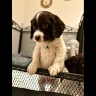 Cocker Spaniel (Show)