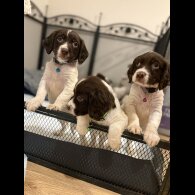 Cocker Spaniel (Show)