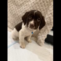 Cocker Spaniel (Show)