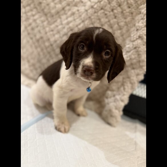Cocker Spaniel (Show)