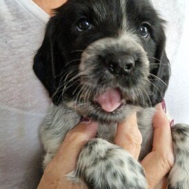 Cocker Spaniel (Show)