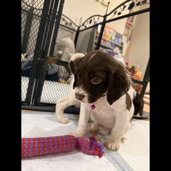 Cocker Spaniel (Show)