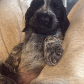 Cocker Spaniel (Show)