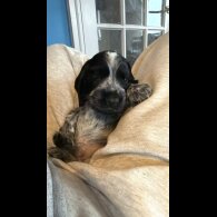 Cocker Spaniel (Show)