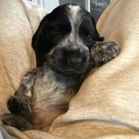 Cocker Spaniel (Show)