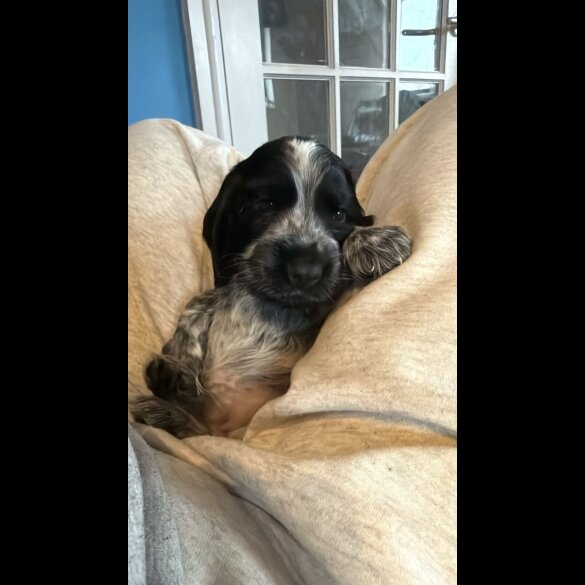 Cocker Spaniel (Show)