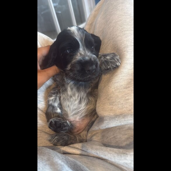 Cocker Spaniel (Show)