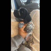 Cocker Spaniel (Show)